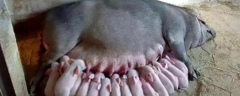 母猪难产用什么药，可以用药物催产