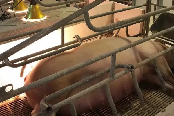 母猪难产用什么药，可以用药物催产