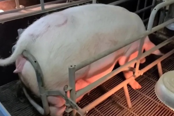 母猪难产用什么药，可以用药物催产