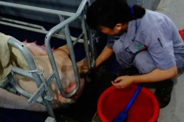 母猪难产用什么药，可以用药物催产