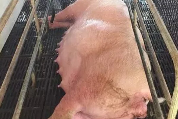 母猪难产用什么药，可以用药物催产