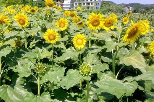 葵花的颜色，也叫向日葵花瓣呈黄色