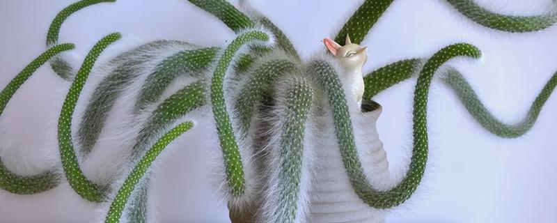 如何养多肉植物九尾狐，让其生长在有充足光照的地方