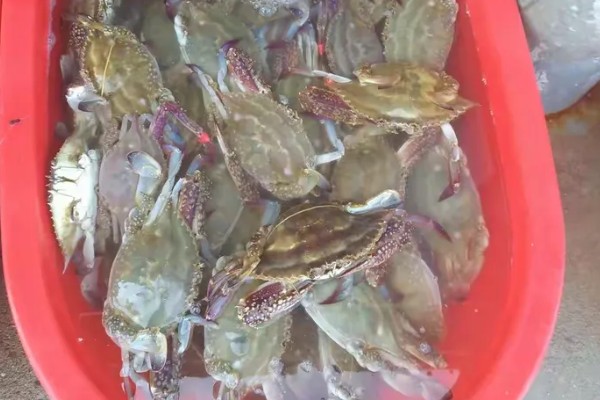 海蟹怎么保存,可冷冻也可放在浅水盆养