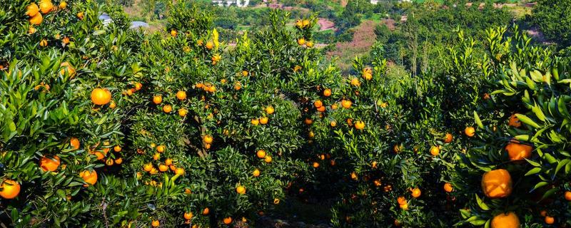 种植柑桔何时追施冬肥，长势弱的果树可在采果后追施