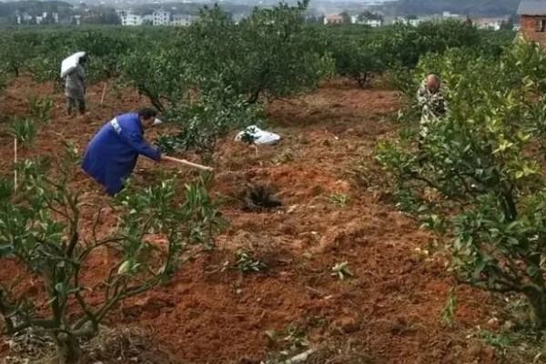 种植柑桔何时追施冬肥,长势弱的果树可在采果后追施