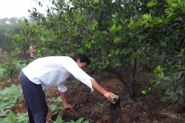 种植柑桔何时追施冬肥,长势弱的果树可在采果后追施