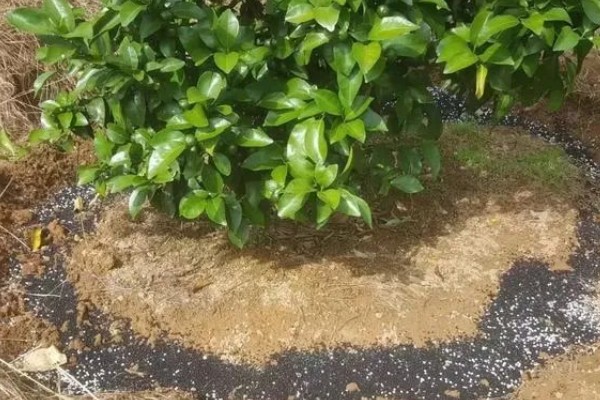 种植柑桔何时追施冬肥,长势弱的果树可在采果后追施