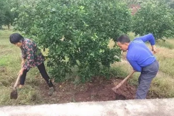种植柑桔何时追施冬肥,长势弱的果树可在采果后追施