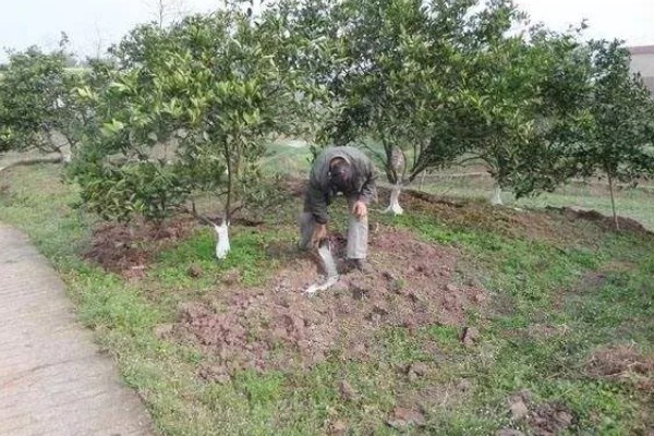 种植柑桔何时追施冬肥,长势弱的果树可在采果后追施