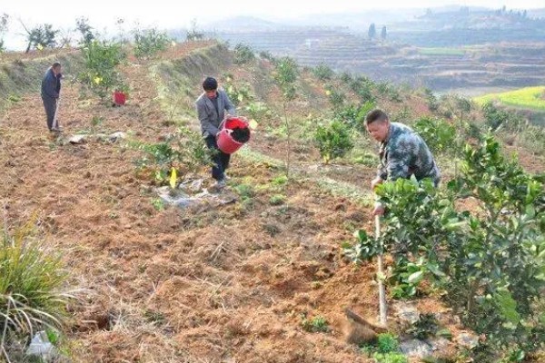 种植柑桔何时追施冬肥,长势弱的果树可在采果后追施