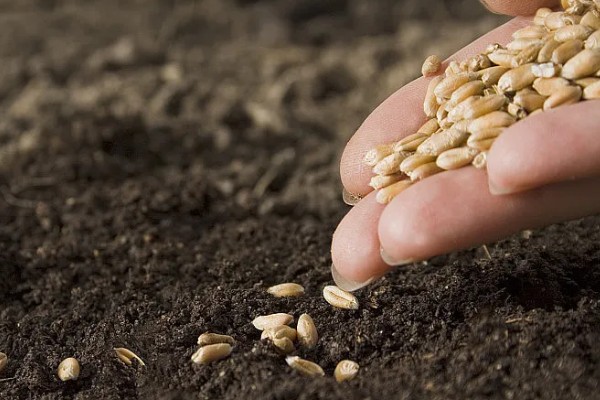 11月种小麦种子的亩用量，每亩18-30斤即可