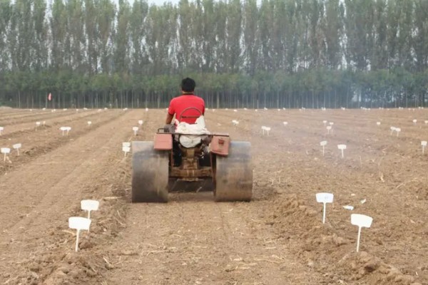 11月种小麦种子的亩用量，每亩18-30斤即可