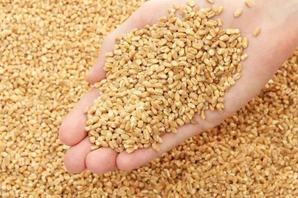 11月种小麦种子的亩用量，每亩18-30斤即可