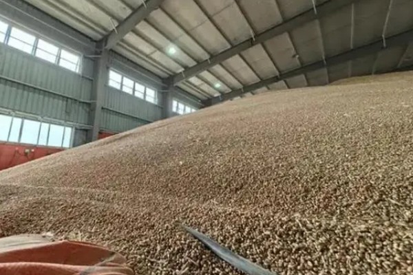 11月种小麦种子的亩用量，每亩18-30斤即可