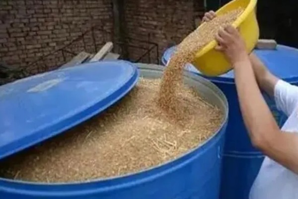 11月种小麦种子的亩用量，每亩18-30斤即可