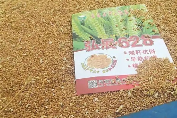 11月种小麦种子的亩用量，每亩18-30斤即可