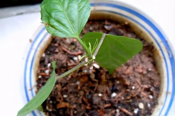 朱槿花怎么养殖,生长期间每隔半个月追肥一次