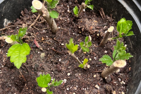 朱槿花怎么养殖,生长期间每隔半个月追肥一次