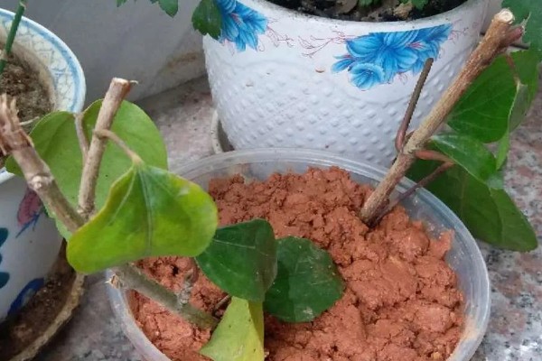 朱槿花怎么养殖,生长期间每隔半个月追肥一次