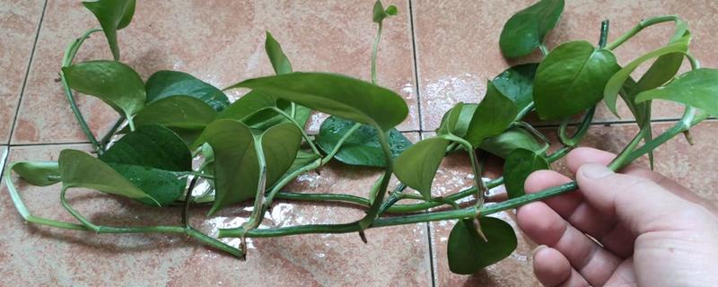 绿萝的插枝方法，剪取10cm左右的长度作为插穗