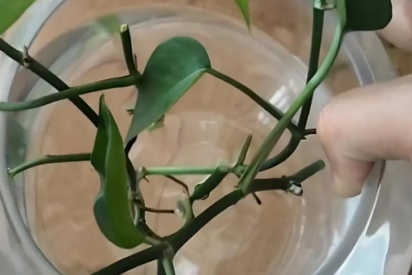 绿萝的插枝方法，剪取10cm左右的长度作为插穗