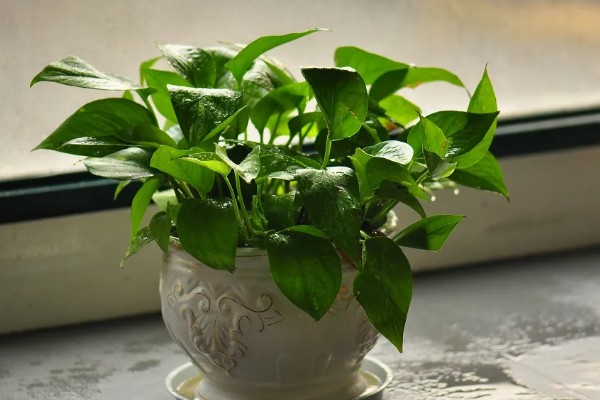 绿萝的插枝方法，剪取10cm左右的长度作为插穗