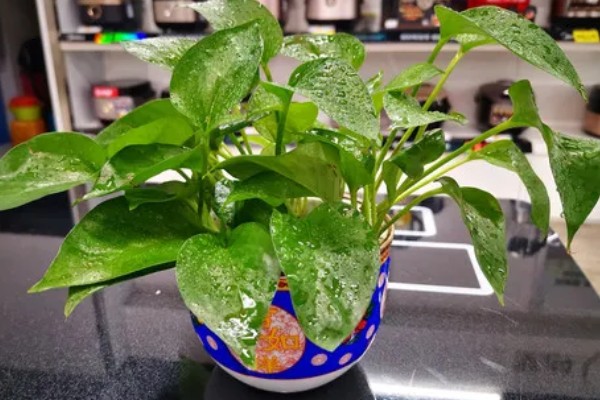 绿萝的插枝方法，剪取10cm左右的长度作为插穗