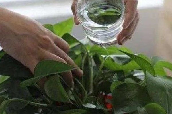 绿萝的插枝方法，剪取10cm左右的长度作为插穗