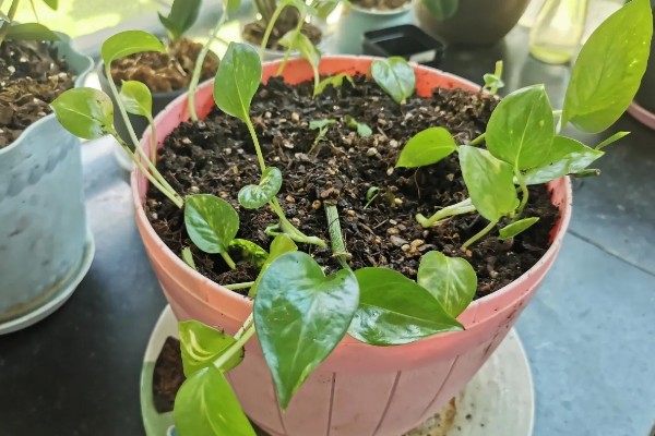 绿萝的插枝方法，剪取10cm左右的长度作为插穗