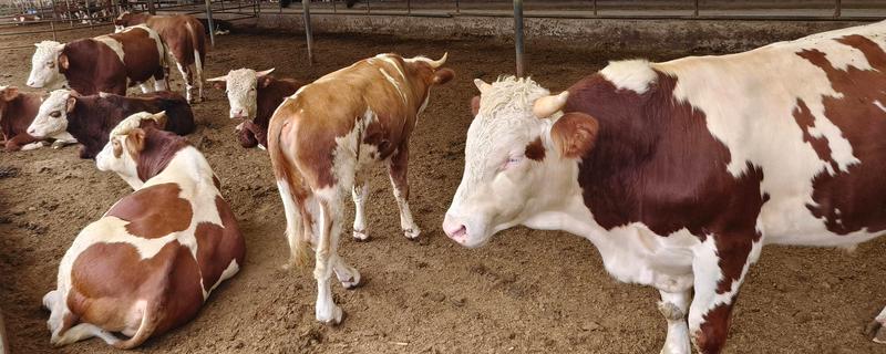 牛炭疽病的发生原因，牛炭疽病由炭疽杆菌所引起