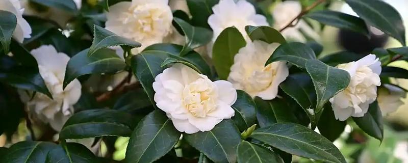 茶花干叶子的原因,可能是缺少水分所致