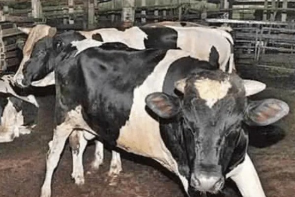 牛炭疽病的发生原因，牛炭疽病由炭疽杆菌所引起