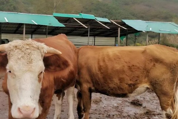 牛炭疽病的发生原因，牛炭疽病由炭疽杆菌所引起