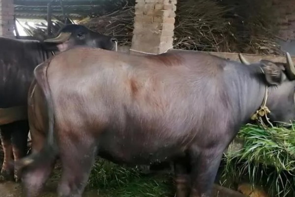 牛炭疽病的发生原因，牛炭疽病由炭疽杆菌所引起