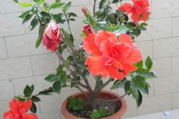 朱槿花怎么养殖,生长期间每隔半个月追肥一次