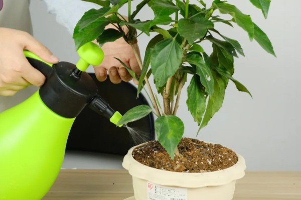 朱槿花怎么养殖,生长期间每隔半个月追肥一次