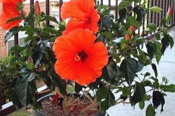 朱槿花怎么养殖,生长期间每隔半个月追肥一次