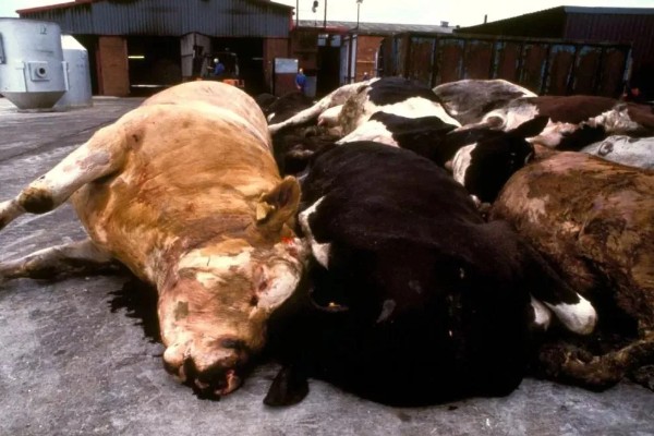 牛炭疽病的发生原因，牛炭疽病由炭疽杆菌所引起