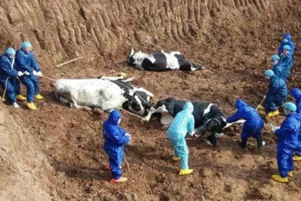 牛炭疽病的发生原因，牛炭疽病由炭疽杆菌所引起