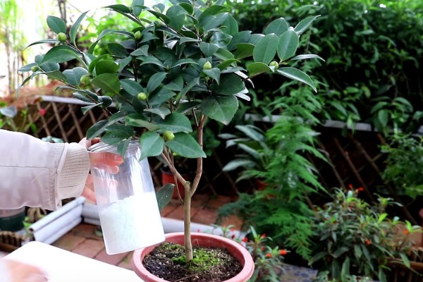 茶花干叶子的原因，可能是缺少水分所致