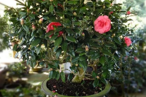 茶花干叶子的原因，可能是缺少水分所致