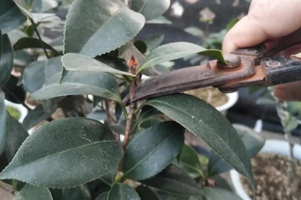 茶花干叶子的原因，可能是缺少水分所致