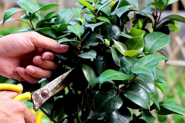 茶花干叶子的原因，可能是缺少水分所致