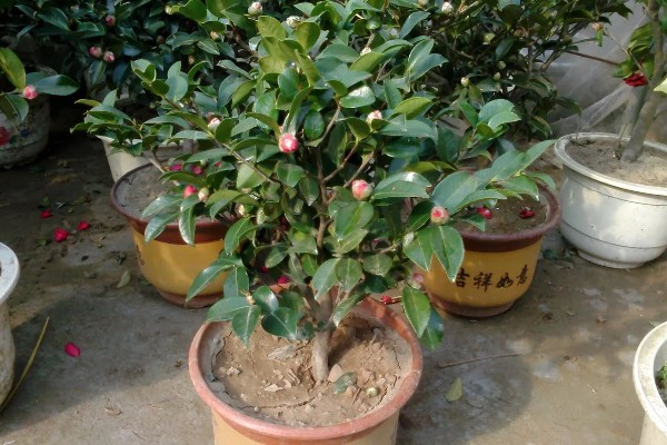 茶花干叶子的原因，可能是缺少水分所致