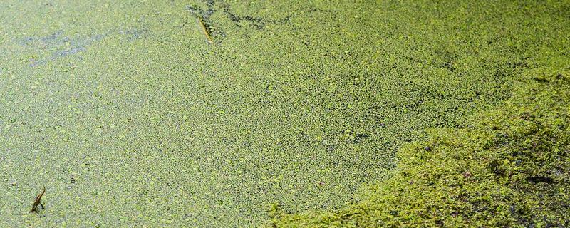 水体富营养化的治理措施，可使用凝聚沉降的化学用剂杀死藻类