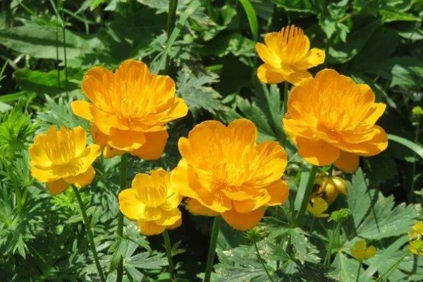 金莲花怎么养殖，幼苗期每隔10天施一次肥