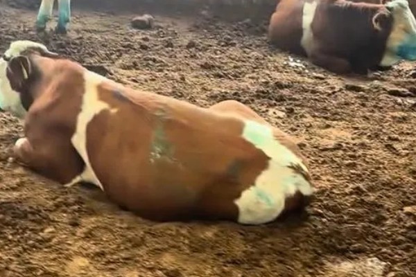 牛炭疽病的发生原因，牛炭疽病由炭疽杆菌所引起