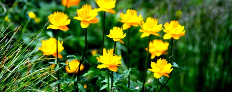 金莲花怎么养殖，幼苗期每隔10天施一次肥