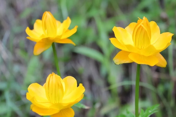金莲花怎么养殖，幼苗期每隔10天施一次肥
